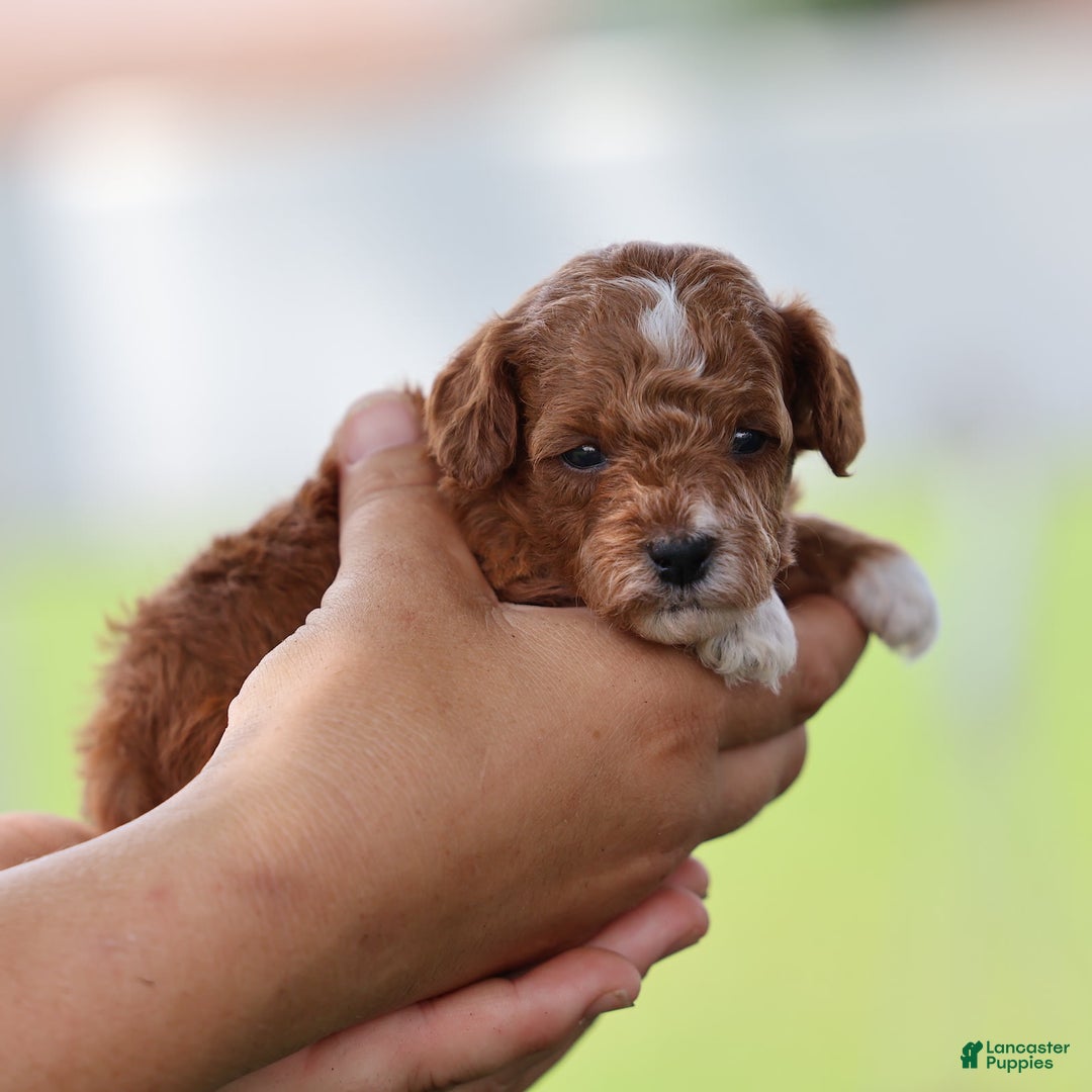 Toy Poodle dogs for sale: Raine - Image 2