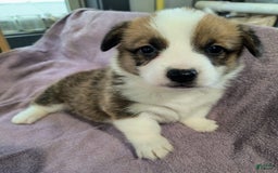Welsh Corgi Cardigan dogs for sale: Callie - Image 1