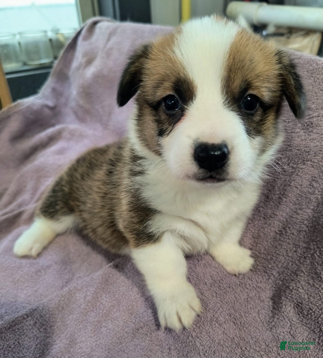Welsh Corgi Cardigan dogs for sale: Callie - Image 1