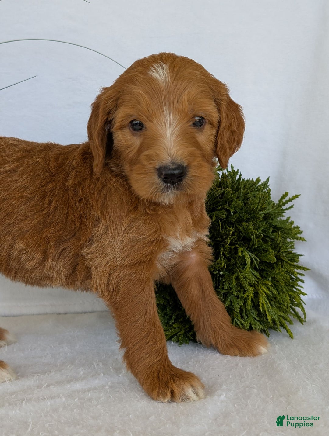 Goldendoodle dogs for sale: Daisy - Image 2