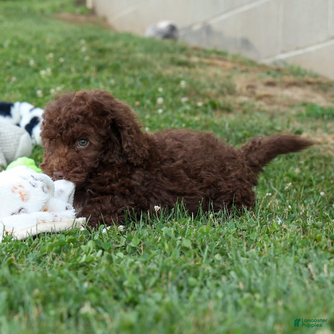 Cockapoo dogs for sale: Barb - Image 12