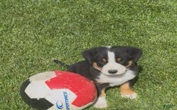 Greater Swiss Mountain Dog dogs for sale: Rivers - Image 2