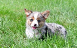Australian Shepherd dogs for sale: Willow - Image 5