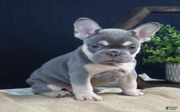 French Bulldog dogs for sale: Bella - Image 1