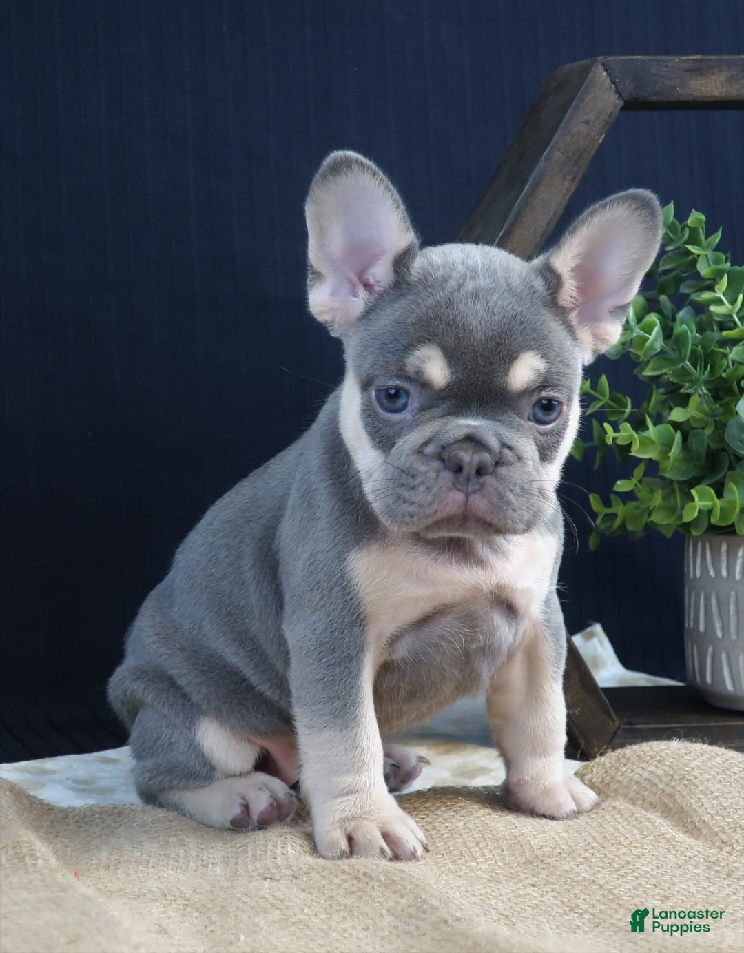 French Bulldog dogs for sale: Bella - Image 1