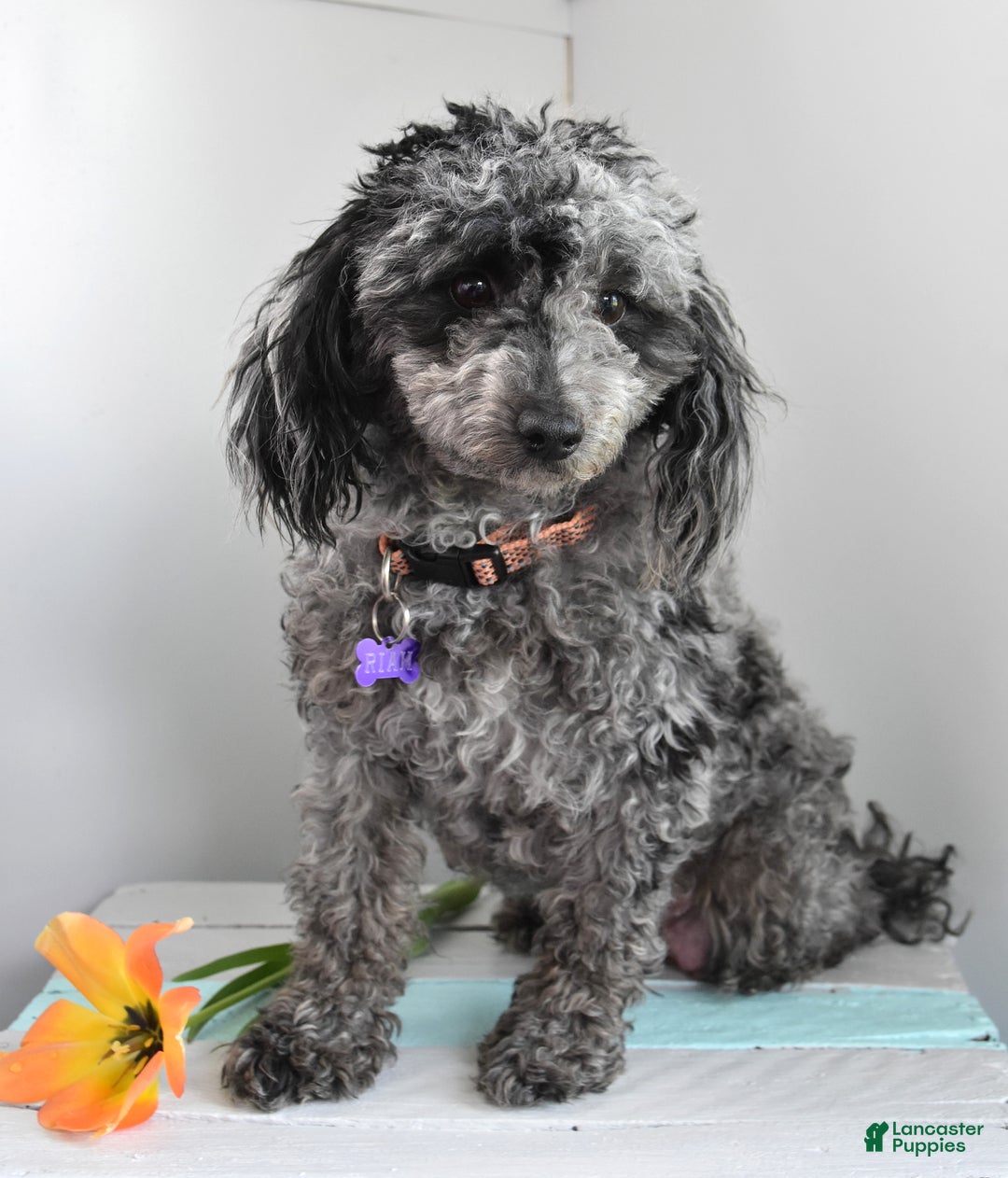 Toy Poodle dogs for sale: Riah - Image 1