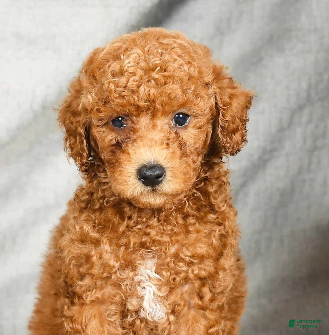 Miniature Poodle dogs for sale: Dusty - Image 2