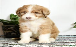 Aussiedoodle dogs for sale: Tommy - Image 8