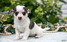 Chihuahua dogs for sale: Cookies Cream - Image 3