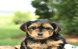 Yorkshire Terrier dogs for sale: Benny - Image 20