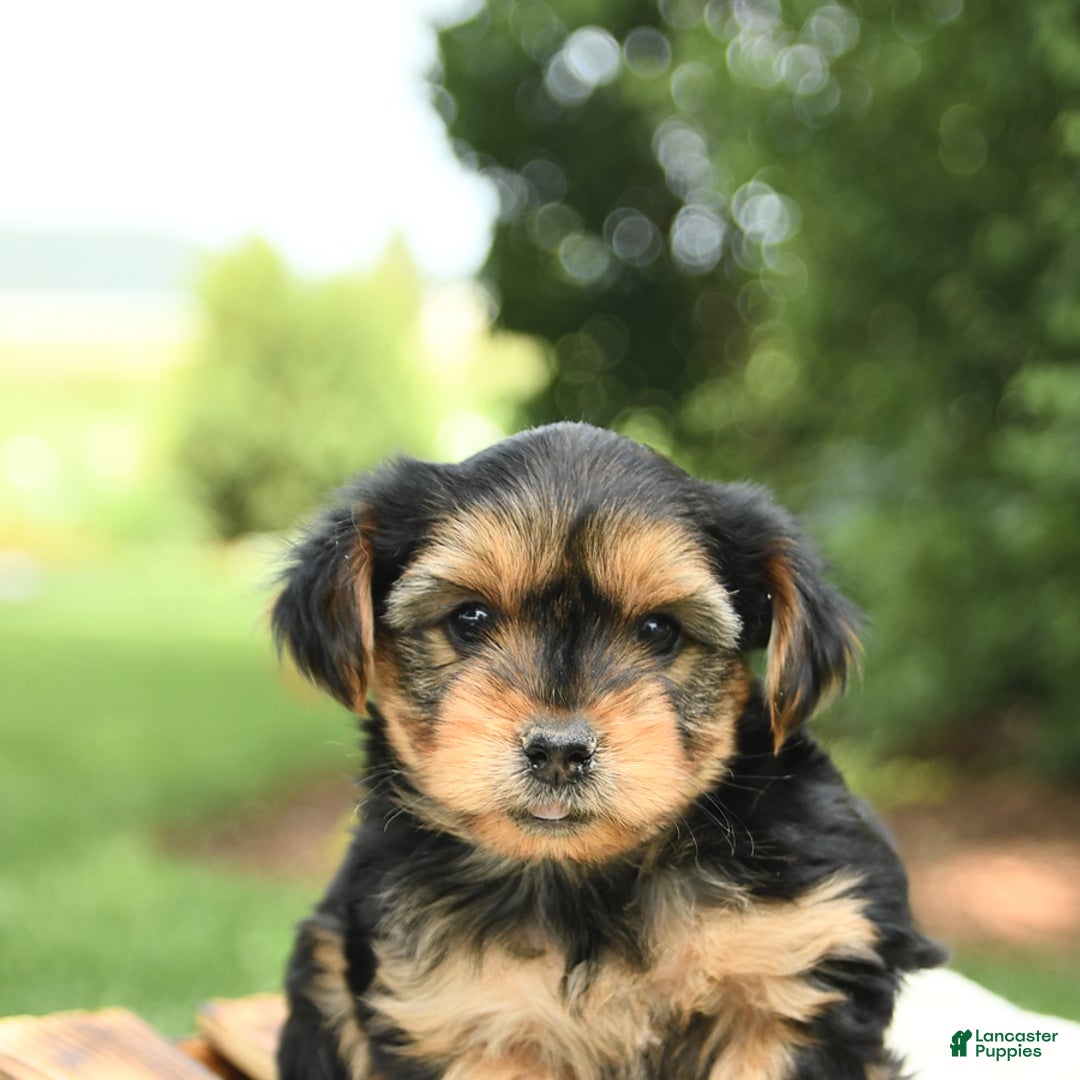 Yorkshire Terrier dogs for sale: Benny - Image 20