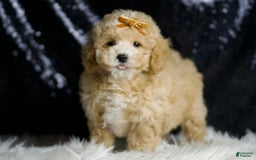 Maltipoo dogs for sale: Hazel - Image 5