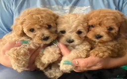 Maltipoo dogs for sale: Penny - Image 3