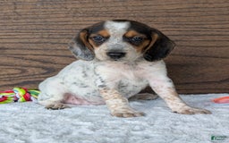 Beagle dogs for sale: Lexi - Image 9