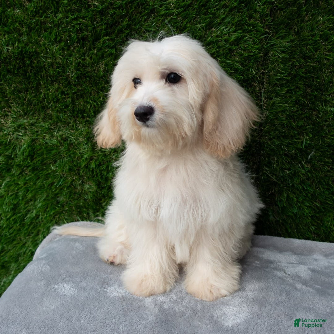 Maltipoo dogs for sale: Rebecca - Image 16