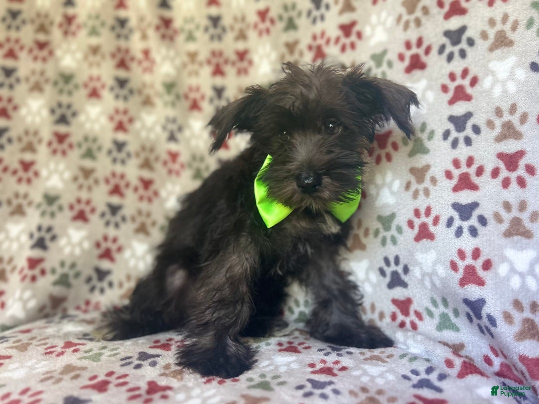 Miniature Schnauzer dogs for sale: Riot - Image 6
