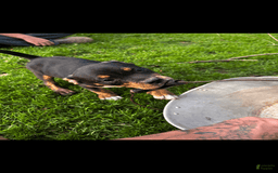 American Pit Bull Terrier dogs for sale: Arnold - Image 1
