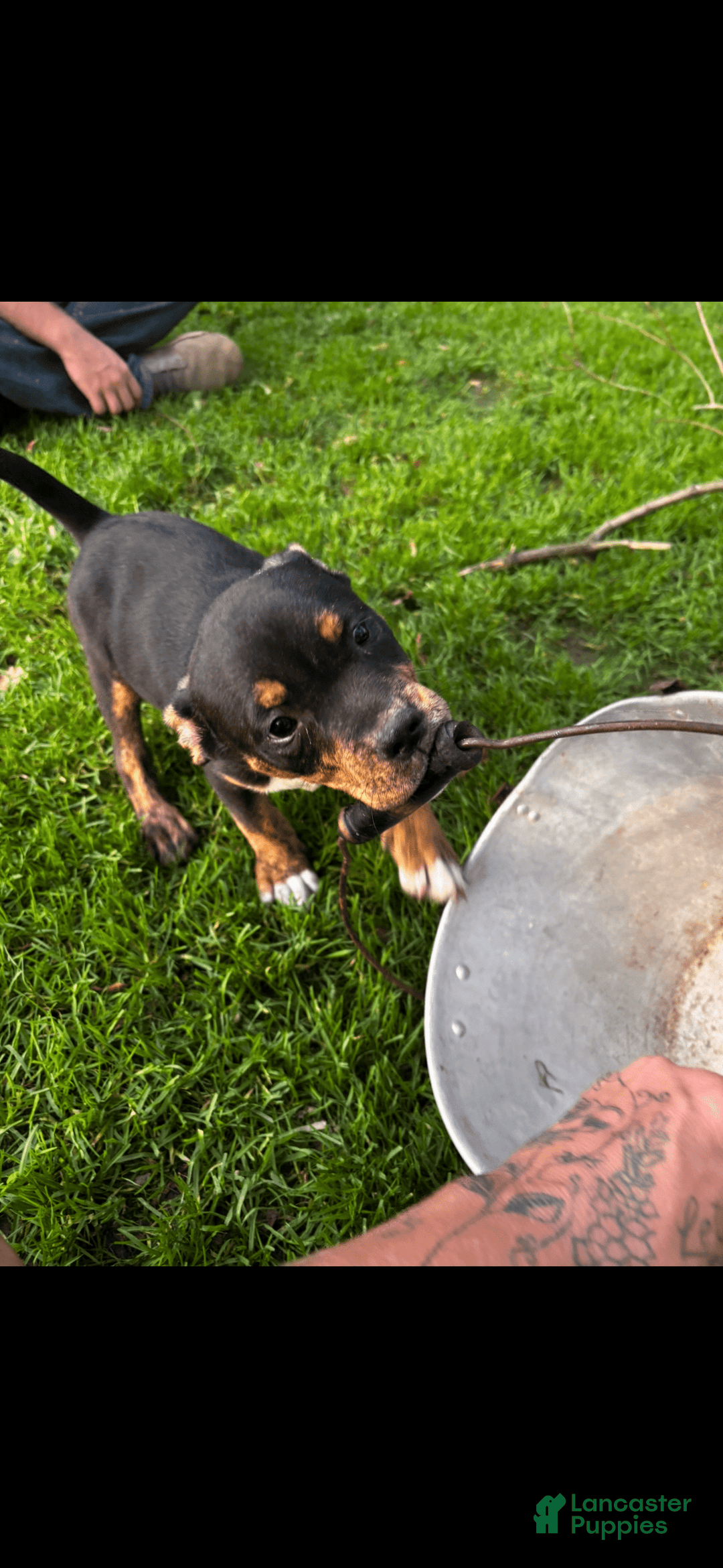 American Pit Bull Terrier dogs for sale: Arnold - Image 1