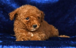 Mini Goldendoodle dogs for sale: Diva - Image 4