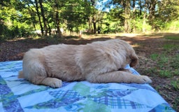 Golden Retriever dogs for sale: SHELLY - Image 15
