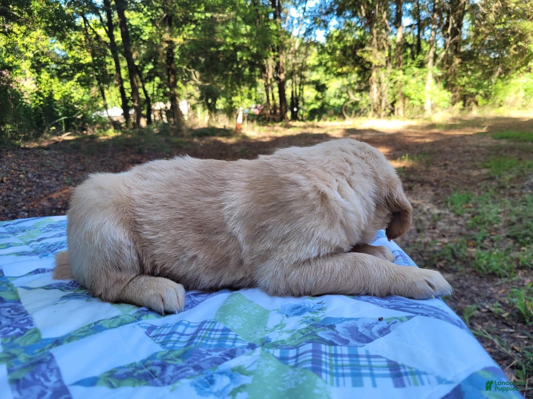 Golden Retriever dogs for sale: SHELLY - Image 15