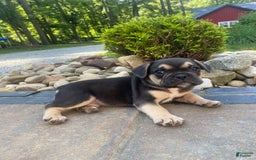 French Bulldog dogs for sale: Roscoe - Image 3