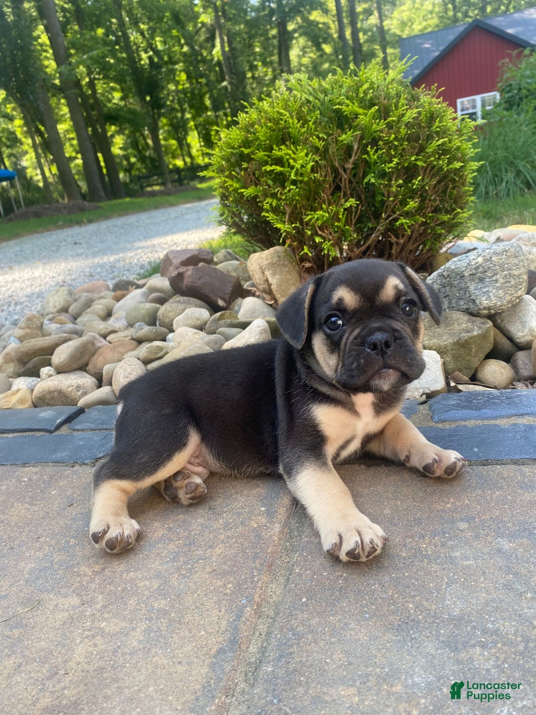 French Bulldog dogs for sale: Roscoe - Image 3