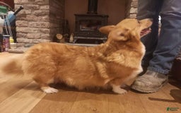 Welsh Corgi Pembroke dogs for sale: Lucy - Image 3