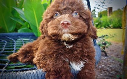 Havapoo dogs for sale: Jesse - Image 8