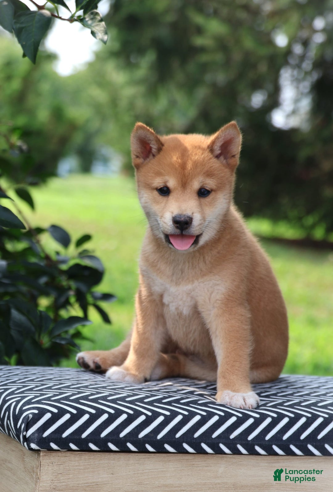 Shiba Inu dogs for sale: Blythe - Image 1