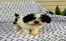 Cockapoo dogs for sale: Stella - Image 9