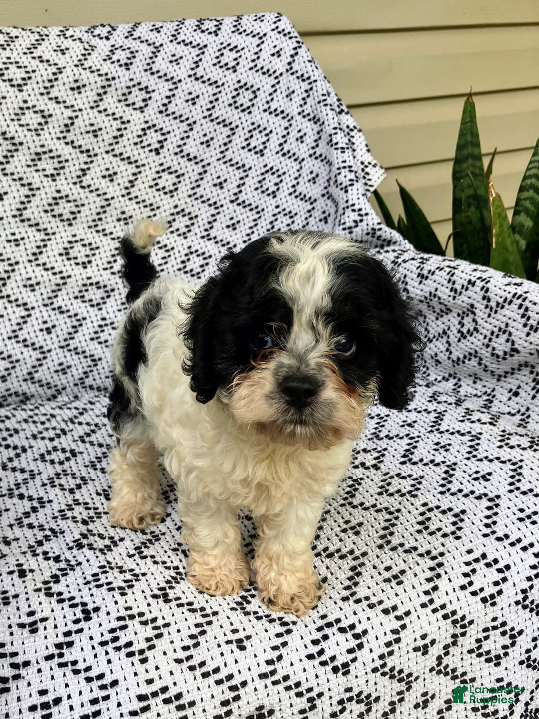 Cockapoo dogs for sale: Stella - Image 9