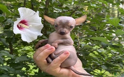 Chihuahua dogs for sale: Krillin - Image 4