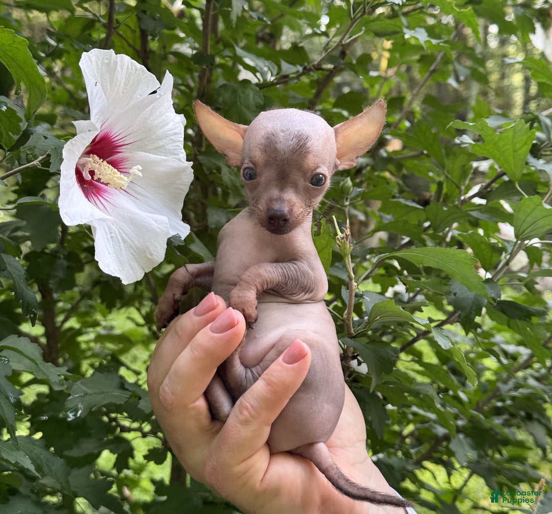 Chihuahua dogs for sale: Krillin - Image 4