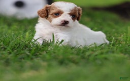 Toy Poodle dogs for sale: Sweetie - Image 6