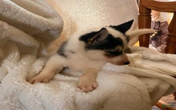 Pomsky dogs for sale: Sweet Rain - Image 16