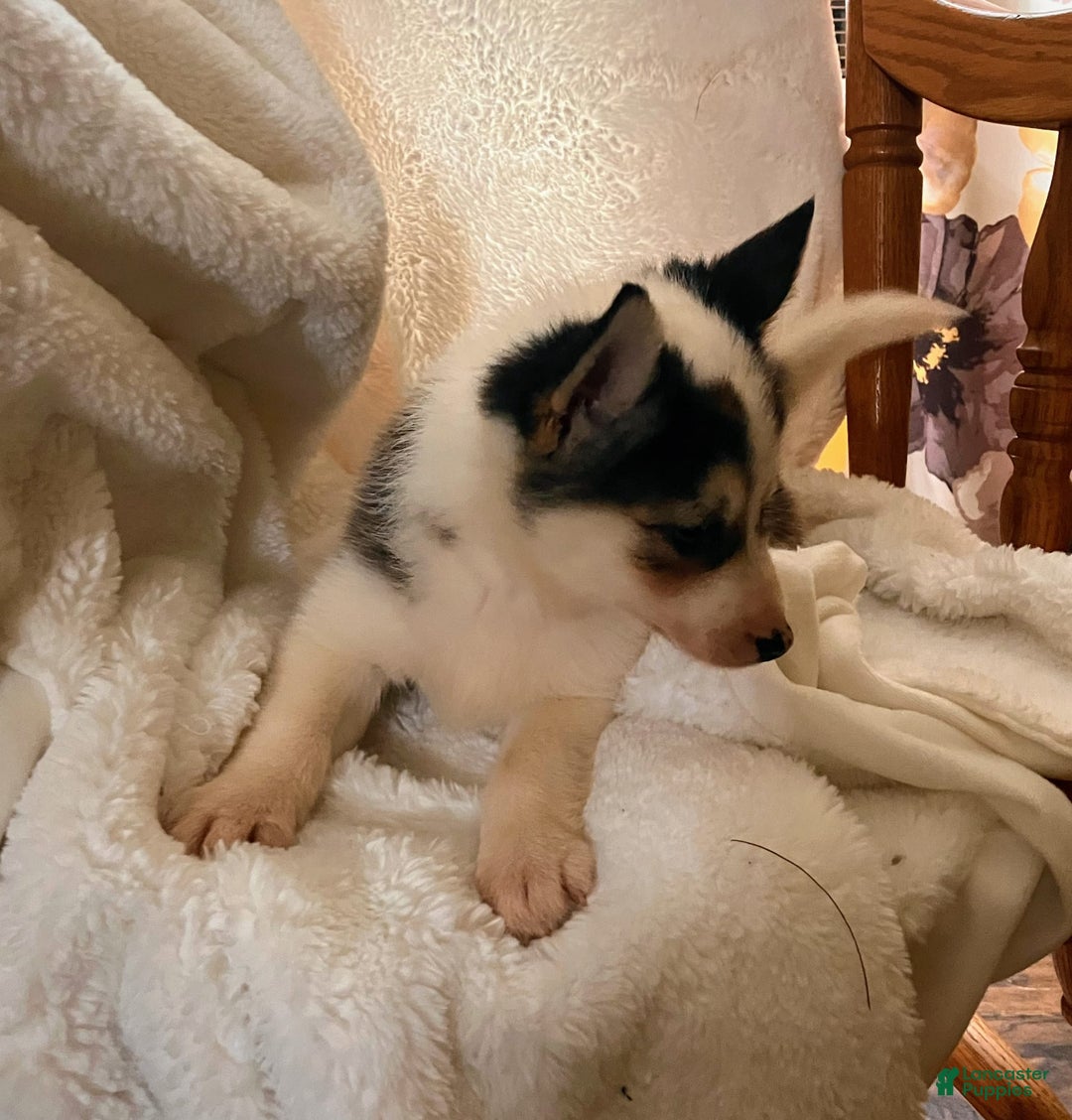 Pomsky dogs for sale: Sweet Rain - Image 16