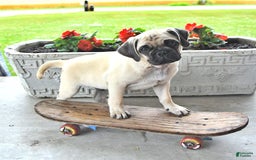 Jug dogs for sale: Cody - Image 8