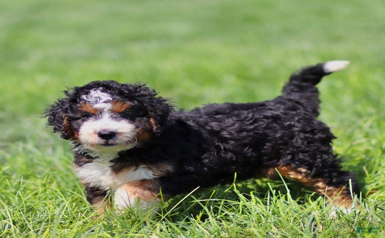 Mini Bernedoodle dogs for sale - Ad 2