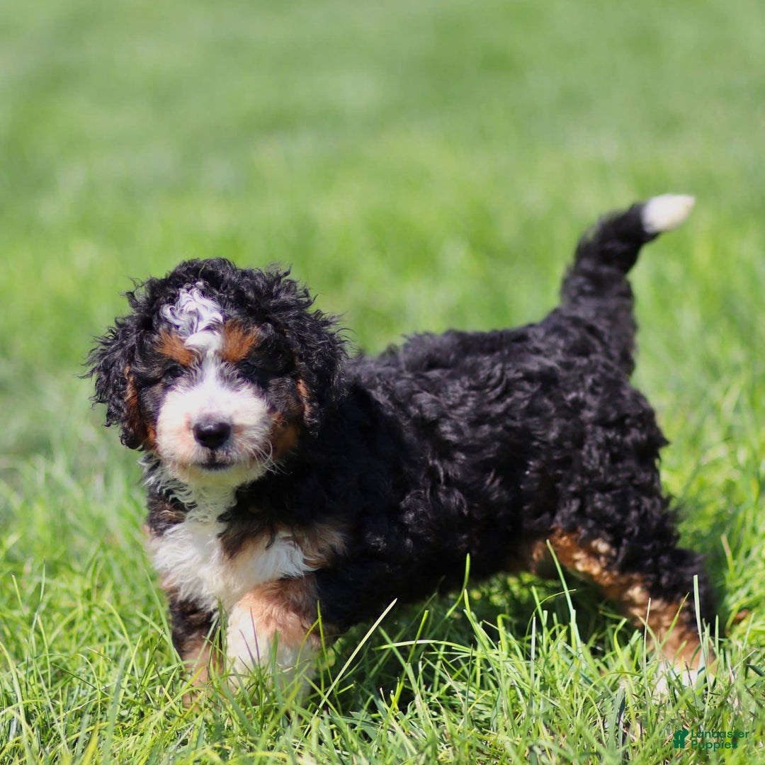 Mini Bernedoodle dogs for sale: Brooklyn - Image 1