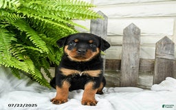 Rottweiler dogs for sale: Sidney - Image 2