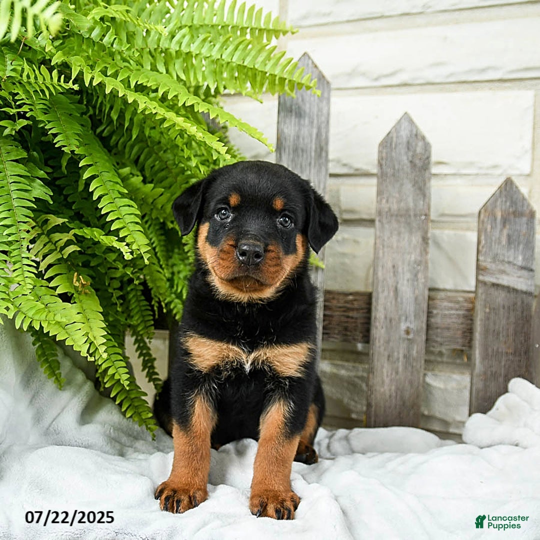 Rottweiler dogs for sale: Sidney - Image 2