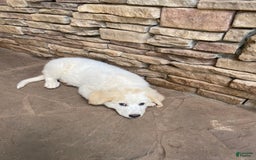 Great Pyrenees dogs for sale: Charlotte - Image 5