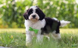 Cavapoo dogs for sale: Austin - Image 5