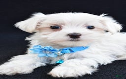 Maltese dogs for sale: Arianna - Image 4