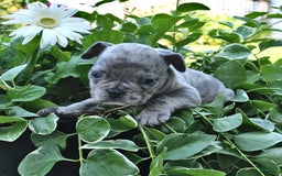 French Bulldog dogs for sale: Hero - Image 2