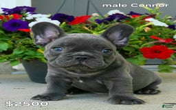 French Bulldog dogs for sale: Connor - Image 1