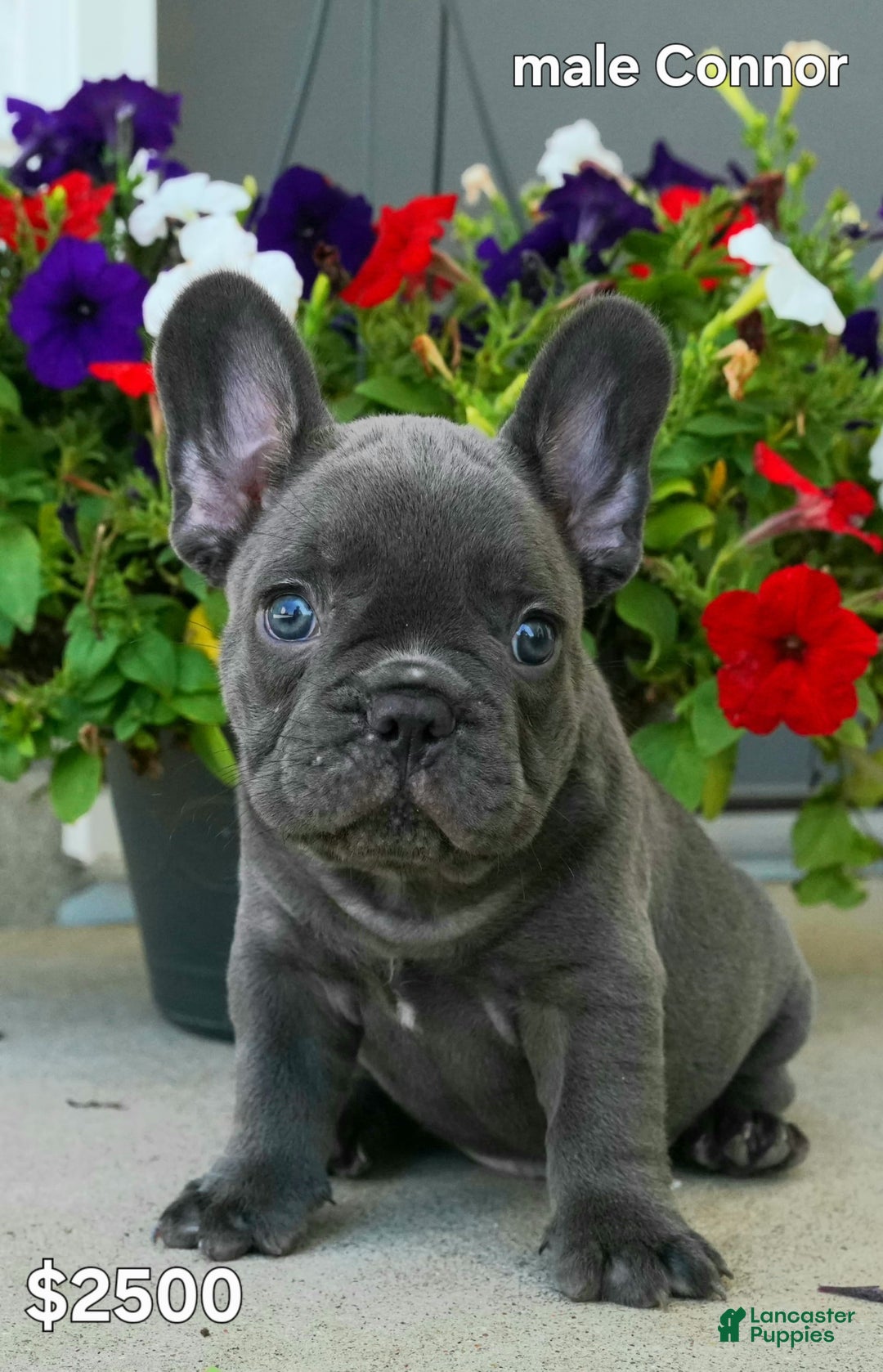 French Bulldog dogs for sale: Connor - Image 1