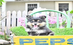 Pomeranian dogs for sale: Amber - Image 8