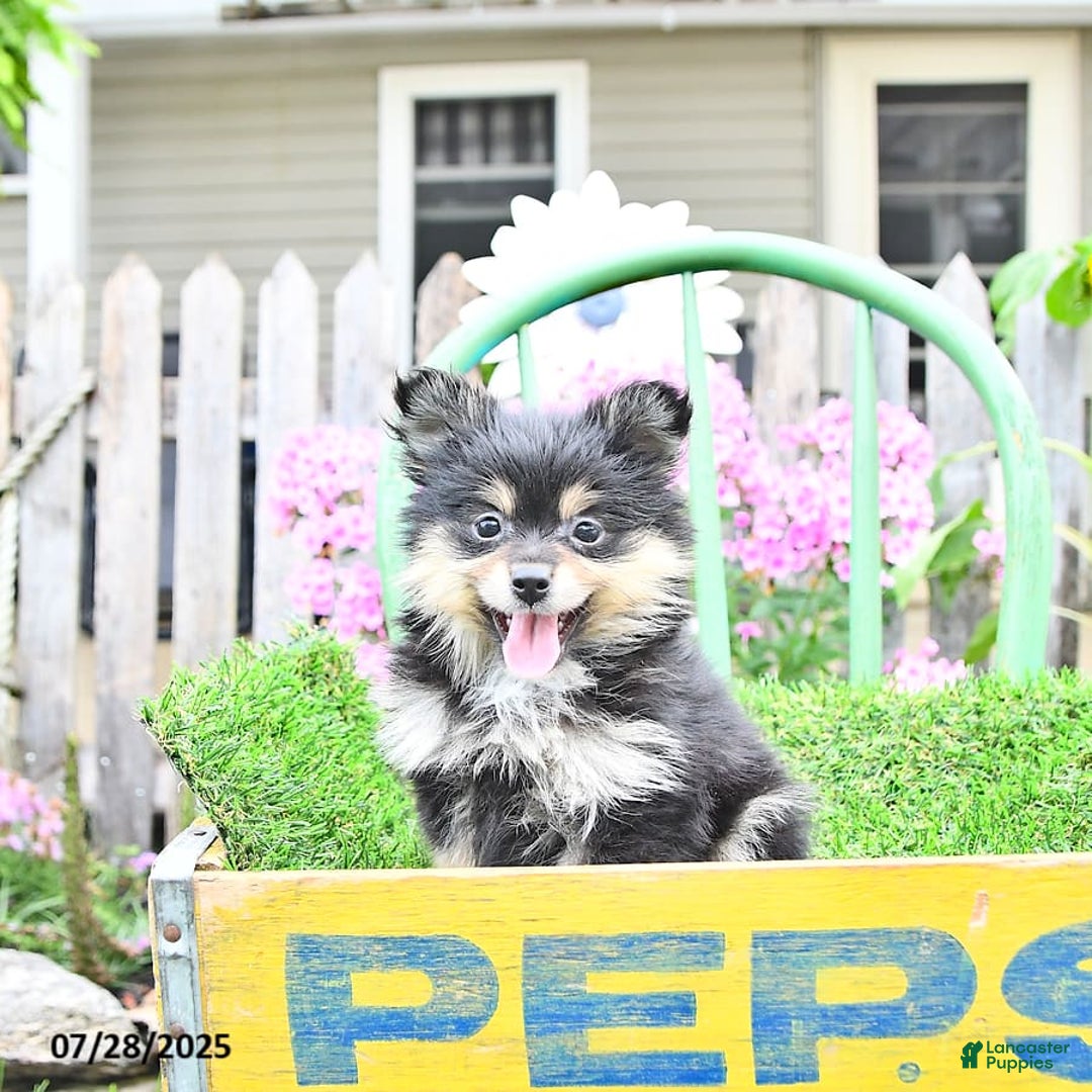 Pomeranian dogs for sale: Amber - Image 8